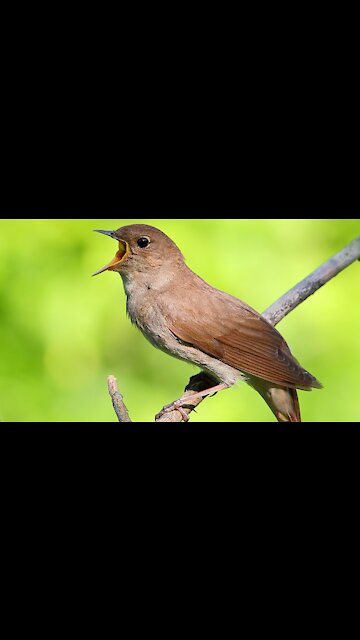 Singing nightingale. The best bird song | Wildlife World