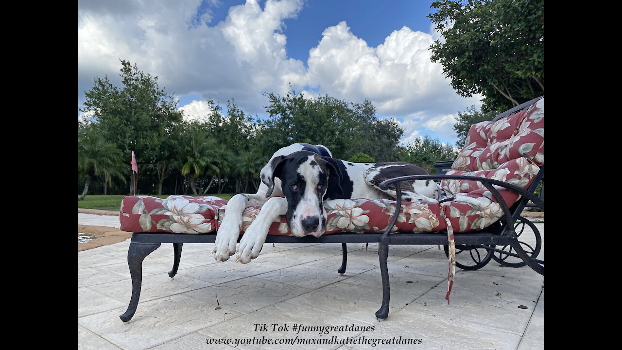 Harlequin Great Dane Loves Relaxing On the Lounger