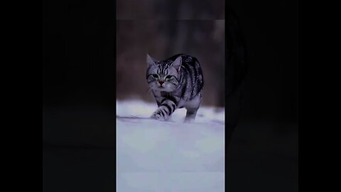Amazing cat viewing