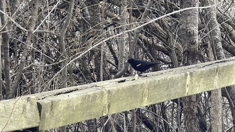 Red-Wing Black Bird cautious