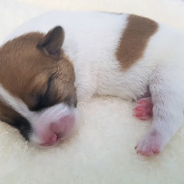 One week old puppy is ticklish