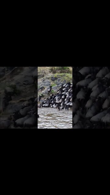 Great Migration River Crossing #shorts | #ShortsAfrica