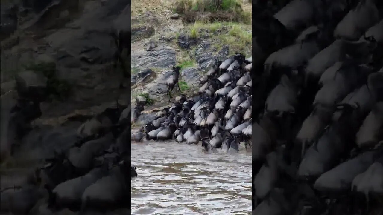 Great Migration River Crossing #shorts | #ShortsAfrica