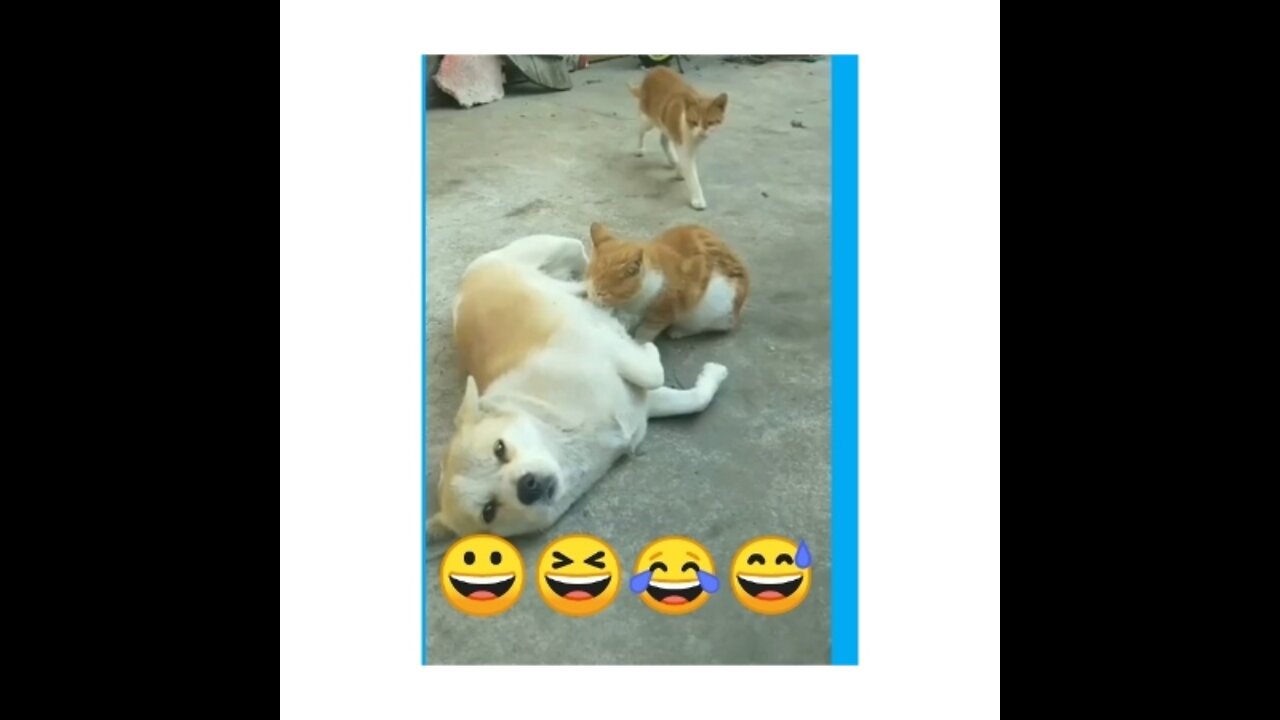 who was to intrested cat and dog