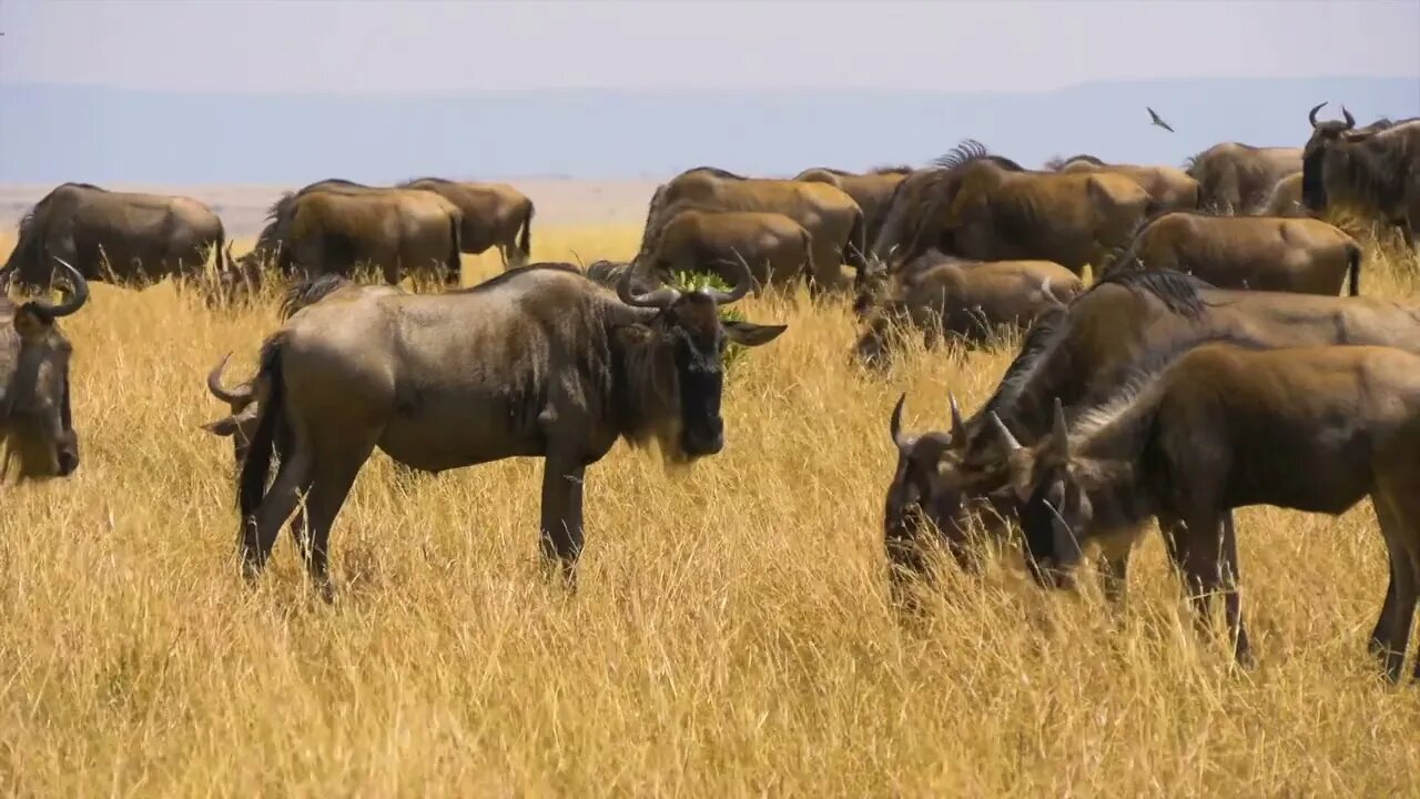 The wildebeest was lucky not to be eaten by a lion today.