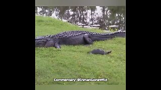 Weekly Top 5: Animals Gone Wild Vids