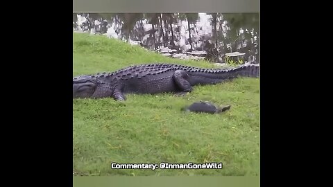 Weekly Top 5: Animals Gone Wild Vids