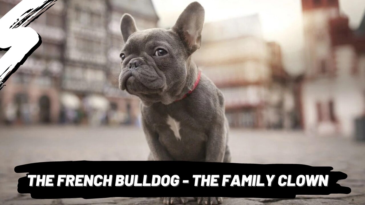 ALL About The ... French BULLDOG!