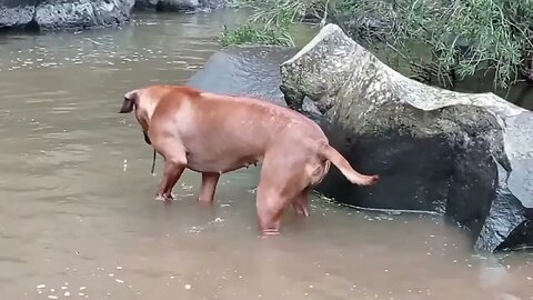 Well Muscled Rhodesian Ridgeback Gets Wet but Won't Swim