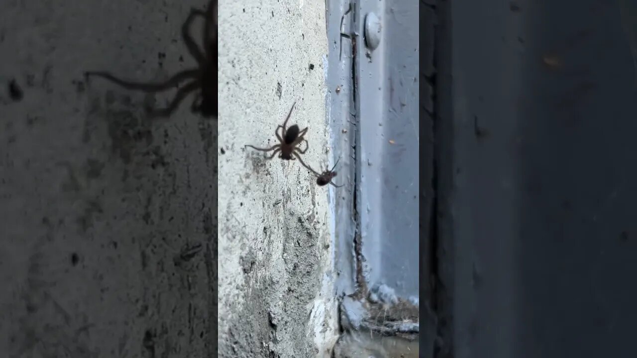 Spider vs. spider