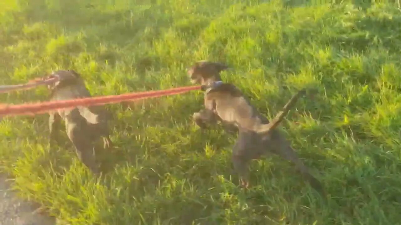 DOGWALKER: CONDITIONING PATTERDALE TERRIERS, FEED and ENERGY needs, Sunrise, panorama & WORKING DOGS