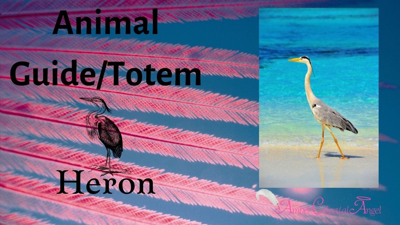 HERON Animal Guide/Totem Meaning