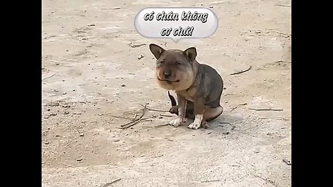 funny 🤣🤣🤣 dog and cat 🐈😺😺😺 video