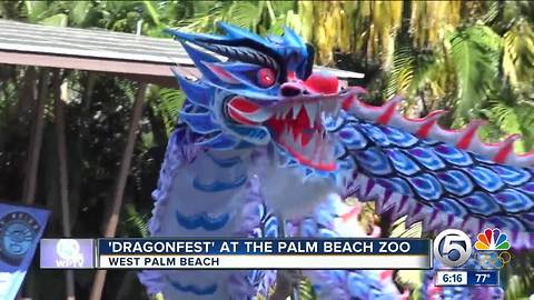 'Dragonfest' held at Palm Beach Zoo