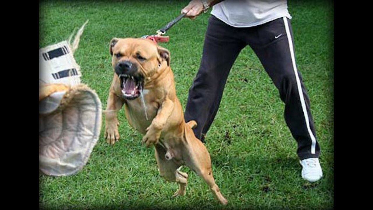 😨 BEST Dog Aggression Expert on the planet!! Hands Down!!!