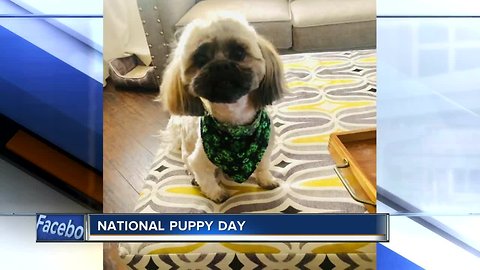 National Puppy Day Viewer photos on NBC26