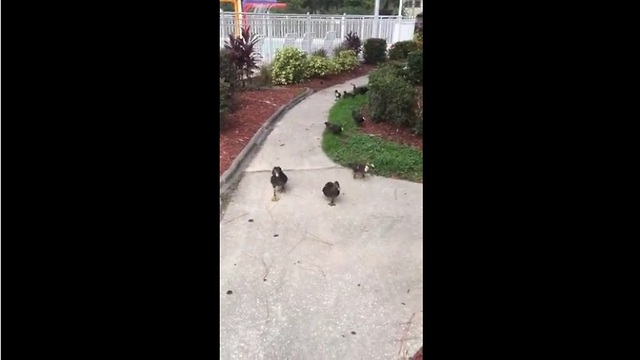 Ducks follow woman's singing voice