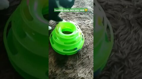 Gato Bartolomeu Tunico ganhou um presente de bolinhas. Excelente sexta-feira para você 😸😘