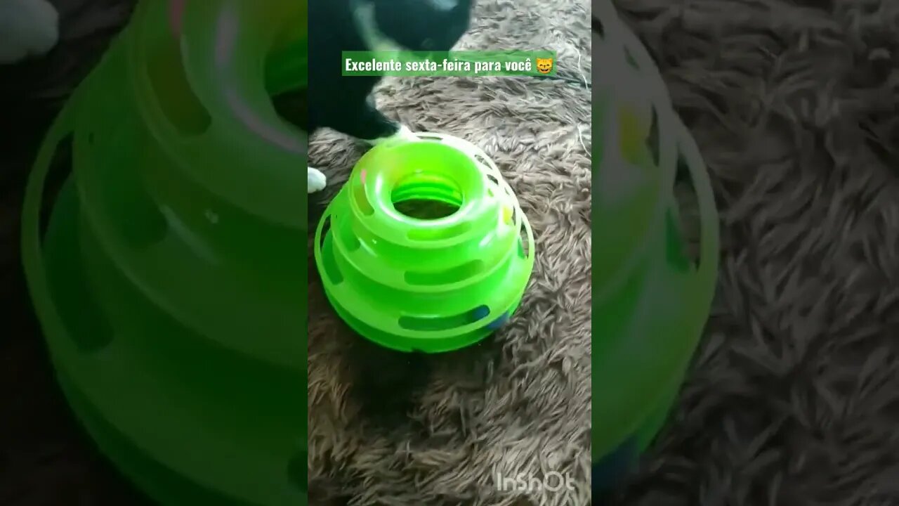 Gato Bartolomeu Tunico ganhou um presente de bolinhas. Excelente sexta-feira para você 😸😘