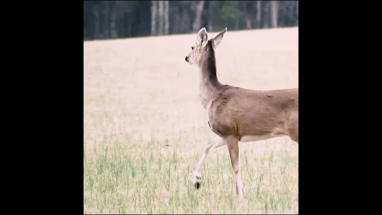 Deer on the field