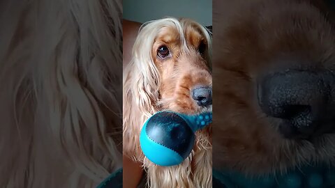 #dogshow , #animals , #dogs , #shorts