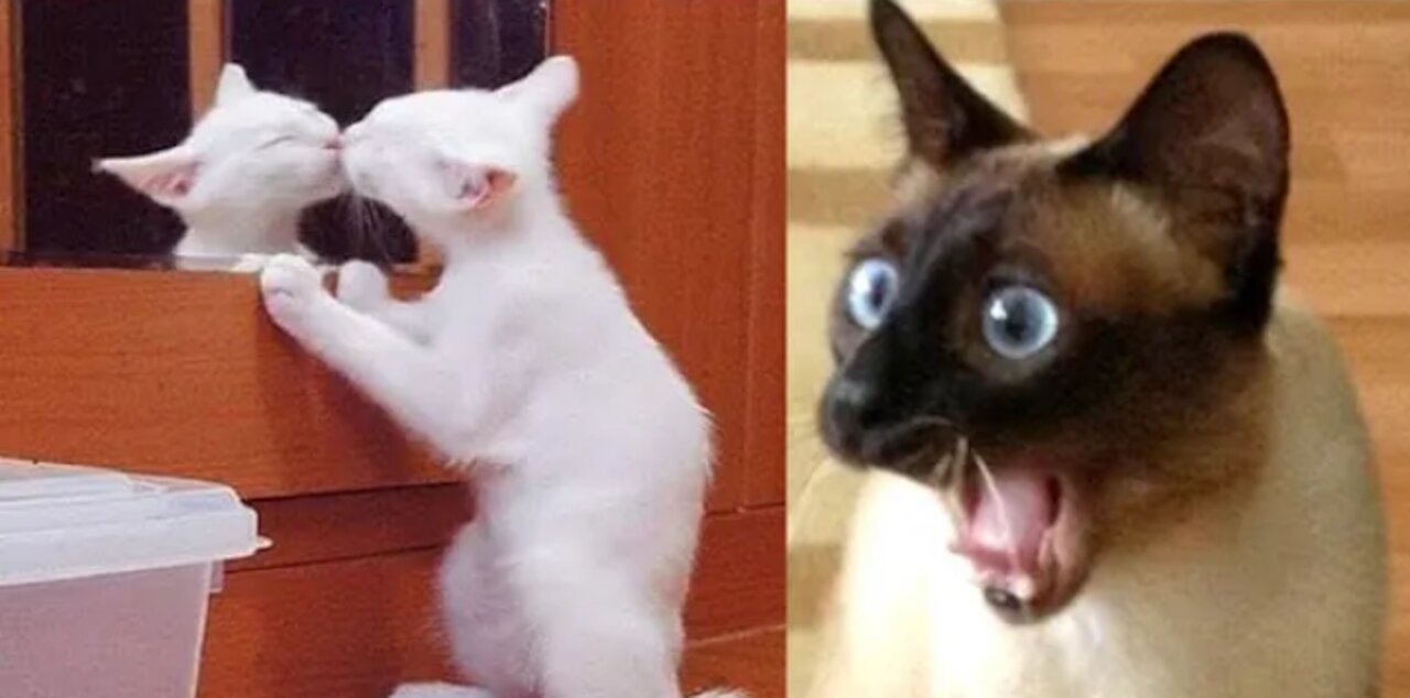 Funny Cat Reaction Videos - Try Not To Laugh π€£| Super Dog