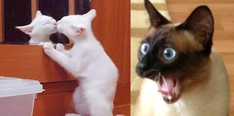 Funny Cat Reaction Videos - Try Not To Laugh 🤣| Super Dog