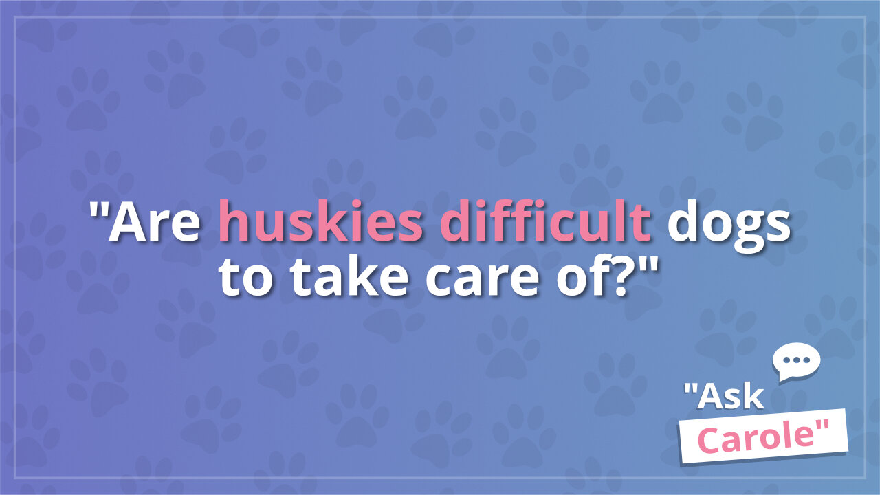 Are huskies difficult dogs to take care of?