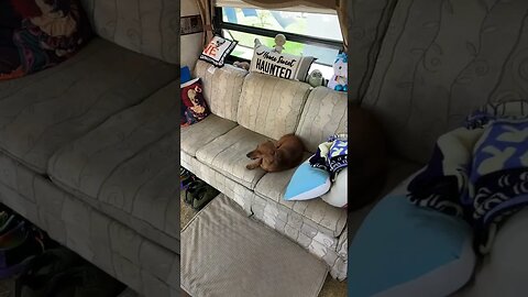Lazy doggos