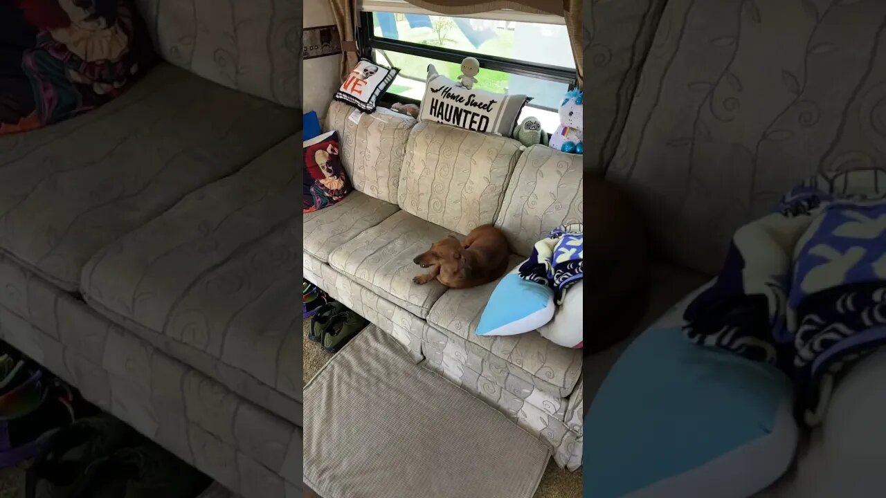 Lazy doggos