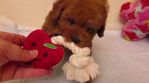Funniest Dogs And Cats Videos Hub - Best Funny Animal Videos 2023