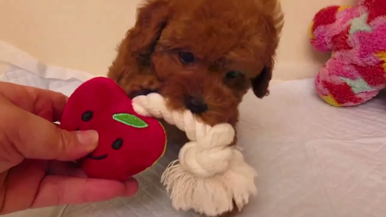 Funniest Dogs And Cats Videos Hub - Best Funny Animal Videos 2023