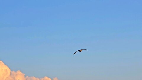 Duck flight