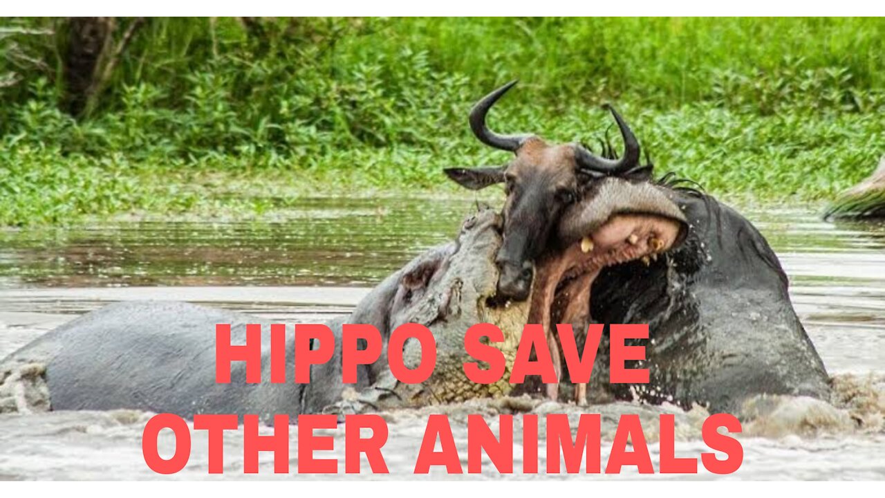 Hippo save other animals from crocodile, so amaizing
