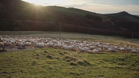 sheep garden