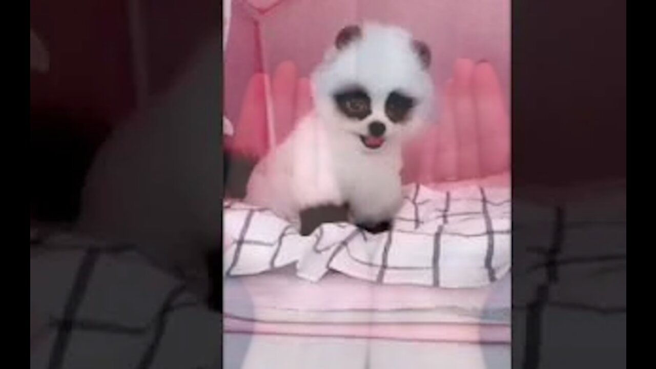 Cute Baby Dogs Playing Very Funny