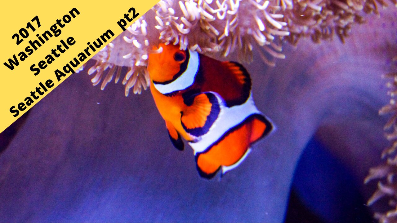 Washington: Seattle Aquarium Tropical ocean area 2017