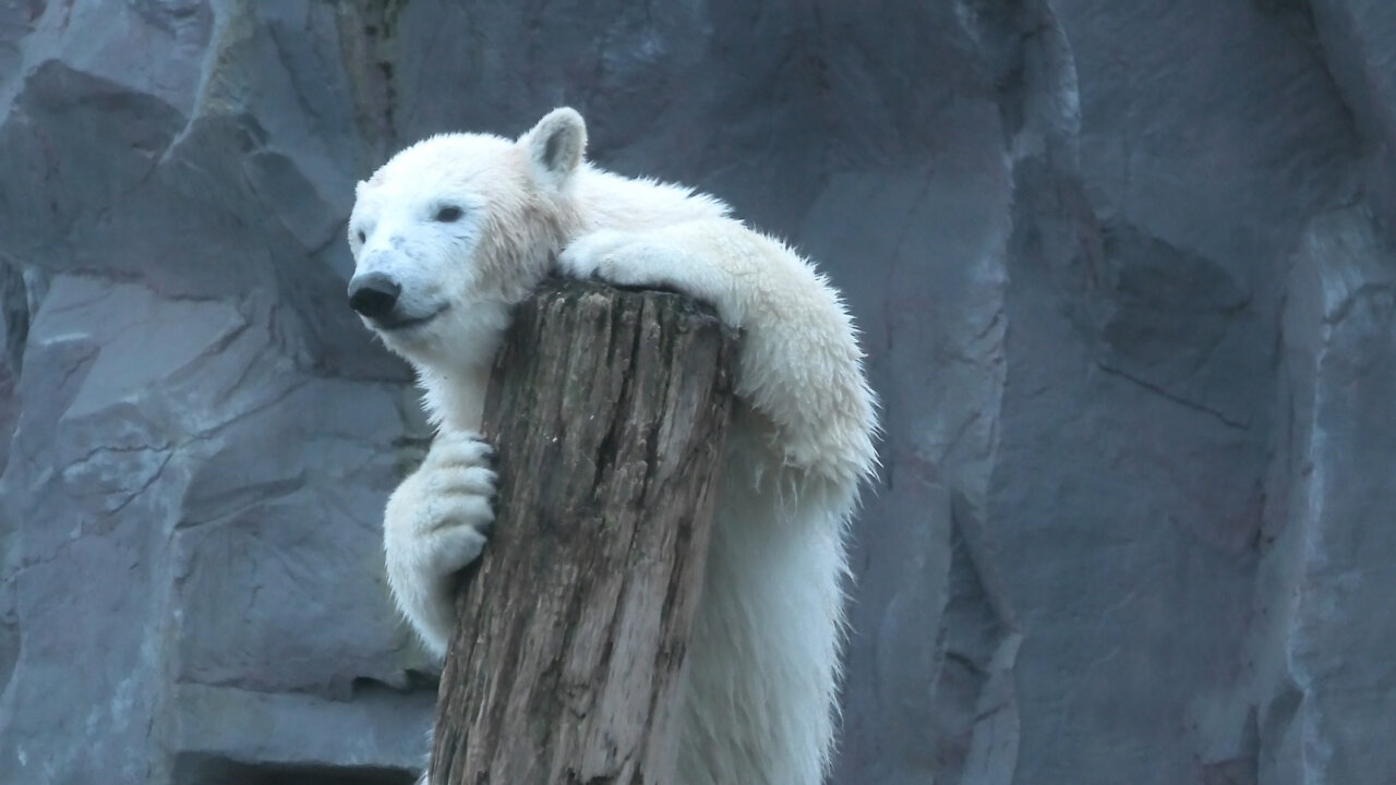 Compilation of zoo animals trying to scratch their itches