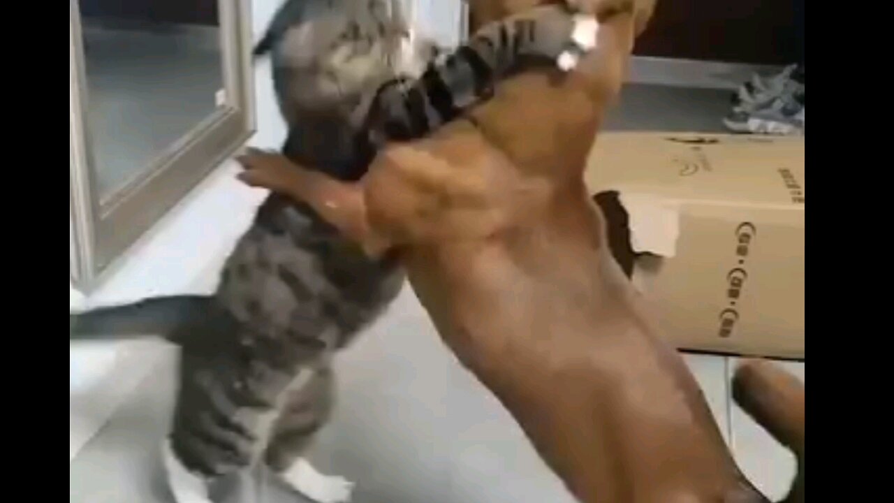 Fighting cat vs dog 🙀 trending video