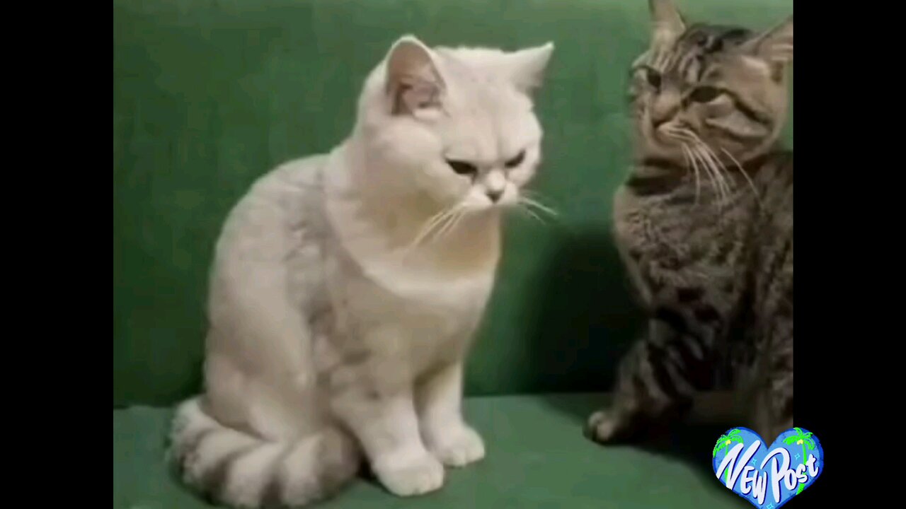 Very funny cats🙀🙈trending video🤣