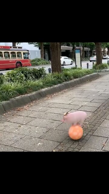 cute and skillful pig