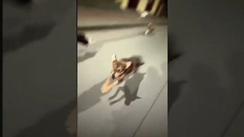 #Dogs #shorts #fyp #Dog #reels #viral #funny 14