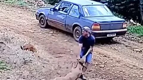 Vídeo flagra homem furtando bezerro e colocando em um Monza, Salto do Lontra