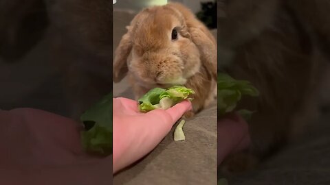 Adorable Bunny!