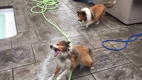 "Dogs Bites Water Coming From A Hose"