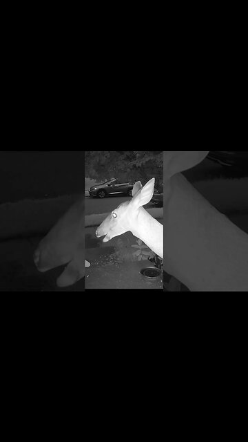 The Deer Has A Whisker Or Something Hanging! 🦌 #Deer #Widllife #Nature