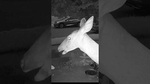 The Deer Has A Whisker Or Something Hanging! 🦌 #Deer #Widllife #Nature