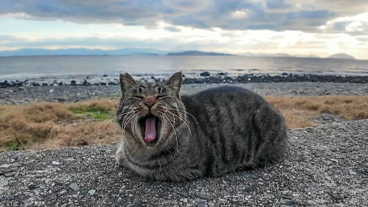 As I was petting a tabby cat on the breakwater, a calico cat came from afar to be petted as well.