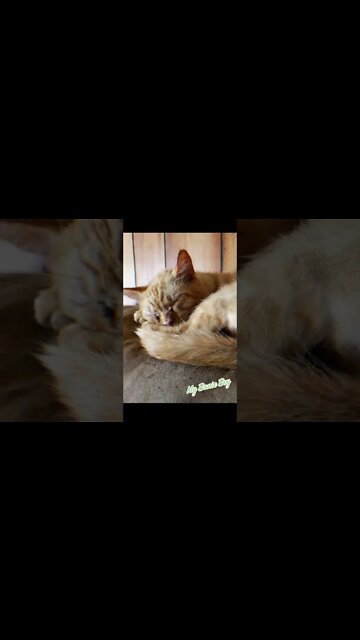 The Bane of my Existence #shorts