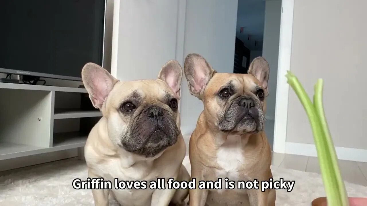 Funny Differences Between Male and Female French Bulldogs